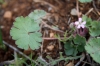Geranium rotundifolium L.