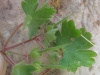 Geranium rotundifolium L. Geranium rotundifolium L.