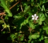 Geranium rotundifolium L. Geranium rotundifolium L.