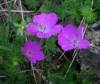 Geranium sanguineum L. Geranium sanguineum L.