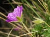 Geranium sanguineum L. Geranium sanguineum L.