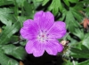 Geranium sanguineum L. Geranium sanguineum L.