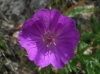 Geranium sanguineum L. Geranium sanguineum L.