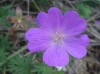 Geranium sanguineum L. Geranium sanguineum L.