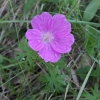 Geranium sanguineum L. Geranium sanguineum L.