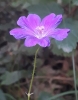Geranium sanguineum L. Geranium sanguineum L.