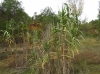 Arundo donax L.