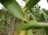 Arundo donax L.