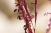 Bothriochloa ischaemum (L.) Keng