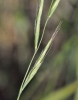 Brachypodium sylvaticum (Huds.) P.Beauv. subsp. sylvaticum