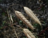 Bromus squarrosus 1/2