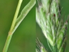 Bromus hordeaceus L.