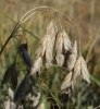 Bromus squarrosus L.