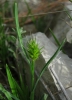 Echinaria capitata (L.) Desf.