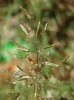 Eragrostis barrelieri Daveau