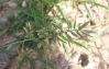 Eragrostis cilianensis?