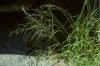 Eragrostis virescens