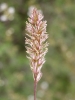 Koeleria vallesiana (Honck.) Gaudin subsp. vallesiana