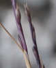 Narduroides salzmannii (Boiss.) Rouy