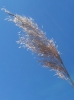 Phragmites australis 2/5