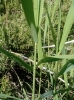 Phragmites australis 3/5