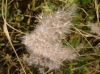 Phragmites australis 4/5