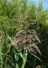 Phragmites australis (Cav.) Trin. ex Steud.
