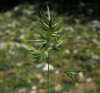 Poa bulbosa L. subsp. bulbosa