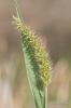 Setaria verticillata (L.) P.Beauv.