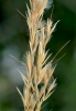 Stipa calamagrostis (L.) Wahlenb.