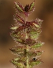 Tragus racemosus (L.) All.