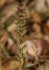 Tragus racemosus (L.) All.
