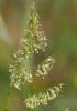 Trisetum flavescens (L.) P.Beauv. subsp. flavescens