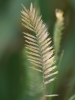 Wangenheimia lima (L.) Trin.
