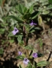 Acinos arvensis (Lam.) Dandy