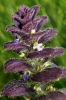 Ajuga pyramidalis L.