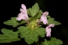 Lamium hybridum Vill.