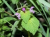 Lamium purpureum L.