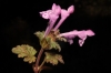 Lamium amplexicaule L.