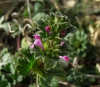 Lamium amplexicaule L.