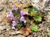 Lamium amplexicaule L.