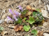 Lamium amplexicaule L.
