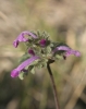 Lamium amplexicaule L.