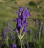 Lavandula angustifolia Mill. subsp. pyrenaica (DC.) Guinea in Heywood