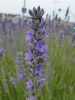 Lavandula angustifolia subsp. angustifolia x Lavandula latifolia