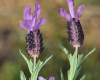 Lavandula stoechas L.