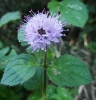 Mentha aquatica L.