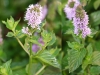 Mentha aquatica x Mentha spicata