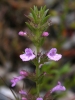 Micromeria graeca (L.) Benth. ex Rchb. subsp. graeca