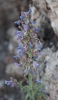 Nepeta ?